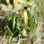 Aristolochia paucinervis 花