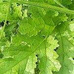 Senecio doria Blad