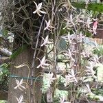 Aerangis collum-cygni অভ্যাস