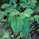 Miconia crenata Feuille