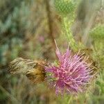 Cirsium hydrophilum