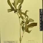 Rauvolfia serpentina その他の提案