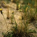 Poa macrantha Vekstform