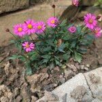 Senecio elegans Flower