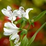 Alstroemeria aurea Хабит