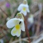 Pinguicula alpina Flor