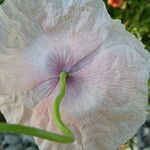 Papaver dubium Blomst