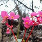 Begonia micranthera Flower