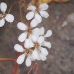 Saxifraga cotyledon 花