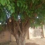 Ficus thonningii Blad