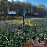 Spiranthes spiralisBlomst