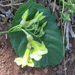 Odontadenia macrantha Flor