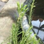 Diosma hirsuta 葉