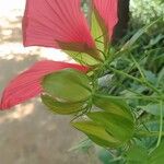 Hibiscus coccineus Flower