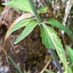 Valeriana tripteris Hoja