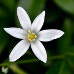 Ornithogalum umbellatum Flower