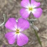 Marcus-kochia littorea Flower