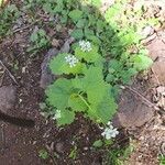 Alliaria petiolata Blad