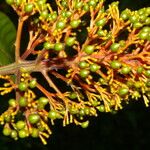 Palicourea guianensis Kukka