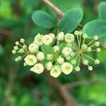 Spiraea trilobata ফুল