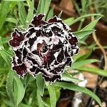 Dianthus caryophyllusBlüte