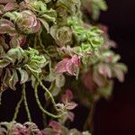 Euphorbia tithymaloides Leaf
