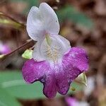 Impatiens balfourii Цвят