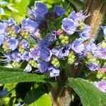 Echium pininana Mosusu