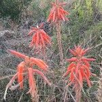 Aloe lateritia Flower