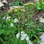 Achillea asiatica 形態