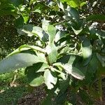 Dialium guineense Leaf