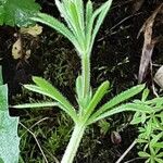 Galium aparine पत्ता