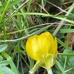 Ranunculus bulbosus Cvet