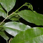 Clarisia racemosa 葉