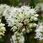 Allium victorialisFlower