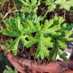 Pelargonium exhibens Leaf