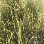 Ephedra foeminea Leaf