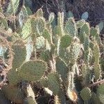 Opuntia littoralis List