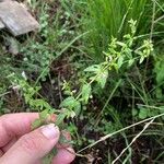 Scutellaria minor ফুল
