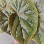 Begonia grandisপাতা