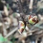 Pyrus calleryana Flower