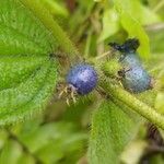 Miconia crenata Плод