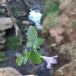 Ruellia prostrata Blatt