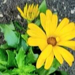 Dimorphotheca sinuata 花