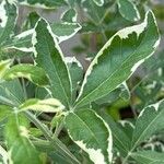 Vitex trifolia Leaf