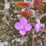 Centradenia inaequilateralis Flower