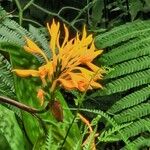 Burbidgea schizocheila Flower