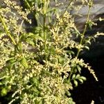 Artemisia lactiflora Blomma