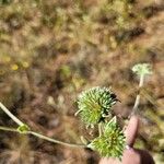 Elephantopus elatus Fiore