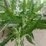 Hippobroma longiflora Φύλλο